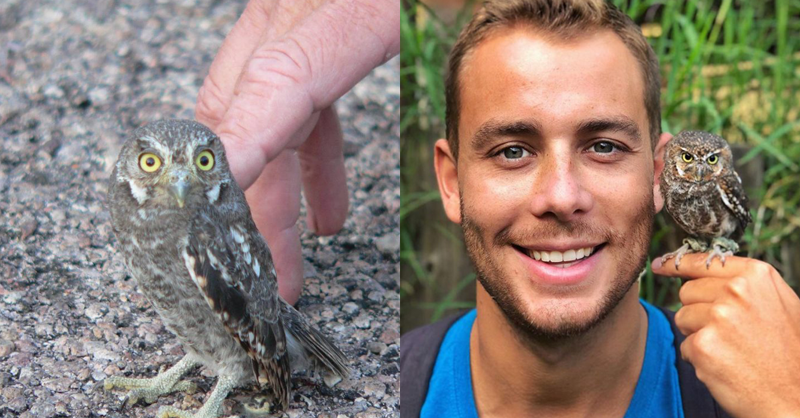 Meet the adorable Elf Owl, the tiniest owl in the world