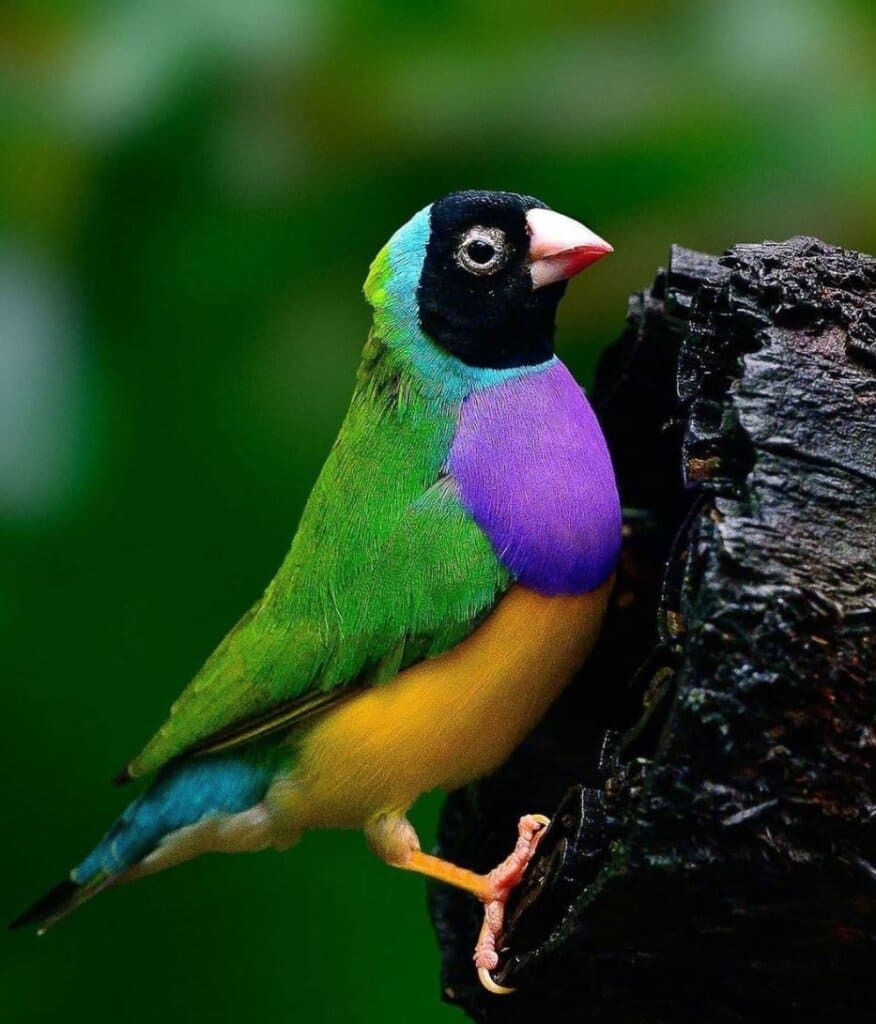 Dressed in its vibrant, multi-colored plumage, the Gouldian Finch ...