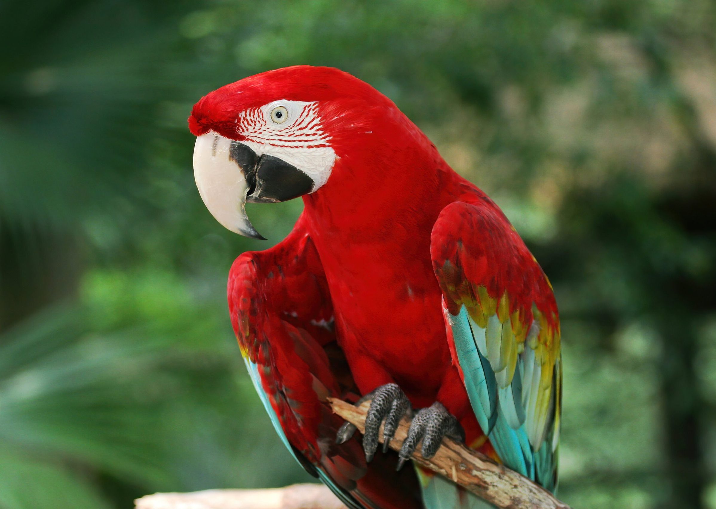 Top 10 Most Stunningly Beautiful Red Birds in the World