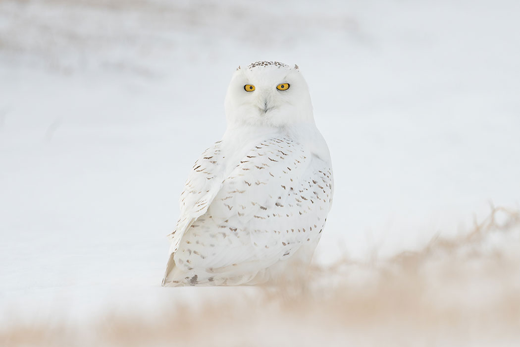 Alaska’s Deadly Predator: The Snow Owl, Far From Its Adorable Exterior