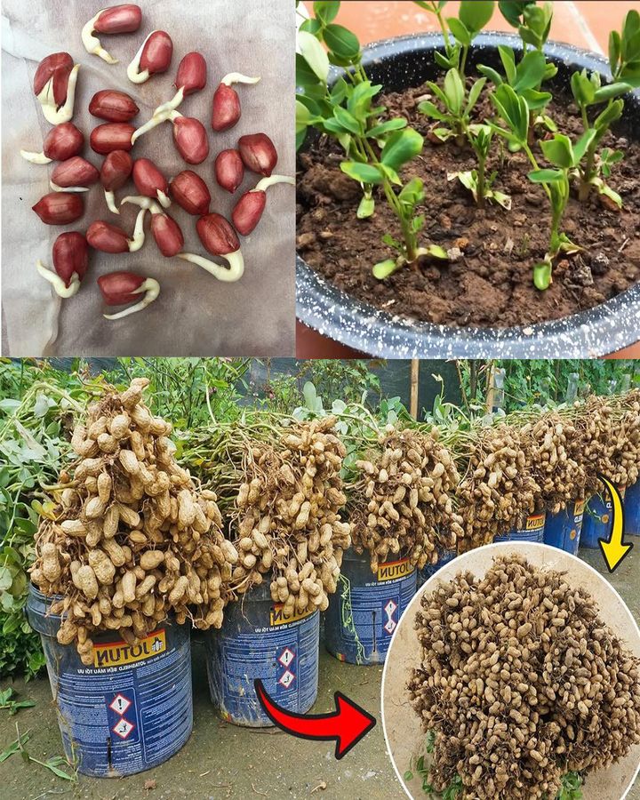 How to Grow Peanuts in Soil from StoreBought Nuts Levanews