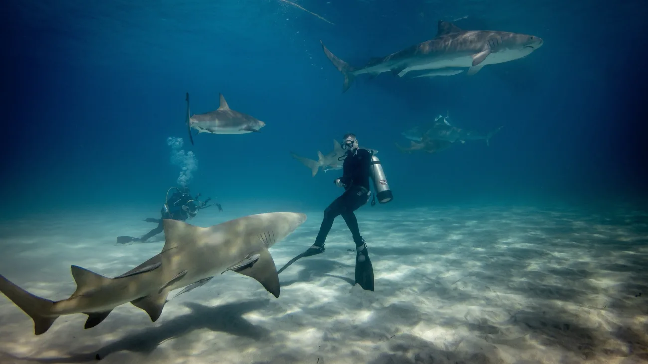 swimming driver and shark